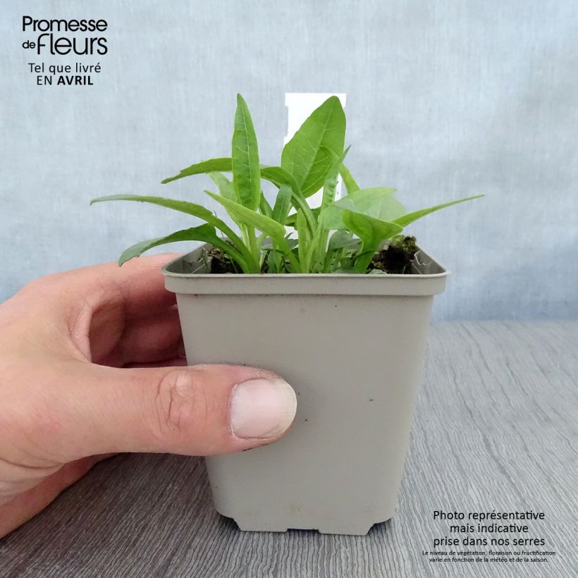 Exemplaar van Echinacea purpurea Virgin - Rode zonnehoed Kweekpotje van 8/9 cm zoals geleverd in de lente