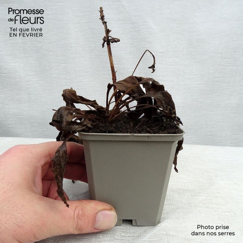 Example of Echinacea purpurea White Meditation Kweekpotje van 8/9 cm as you get in hiver