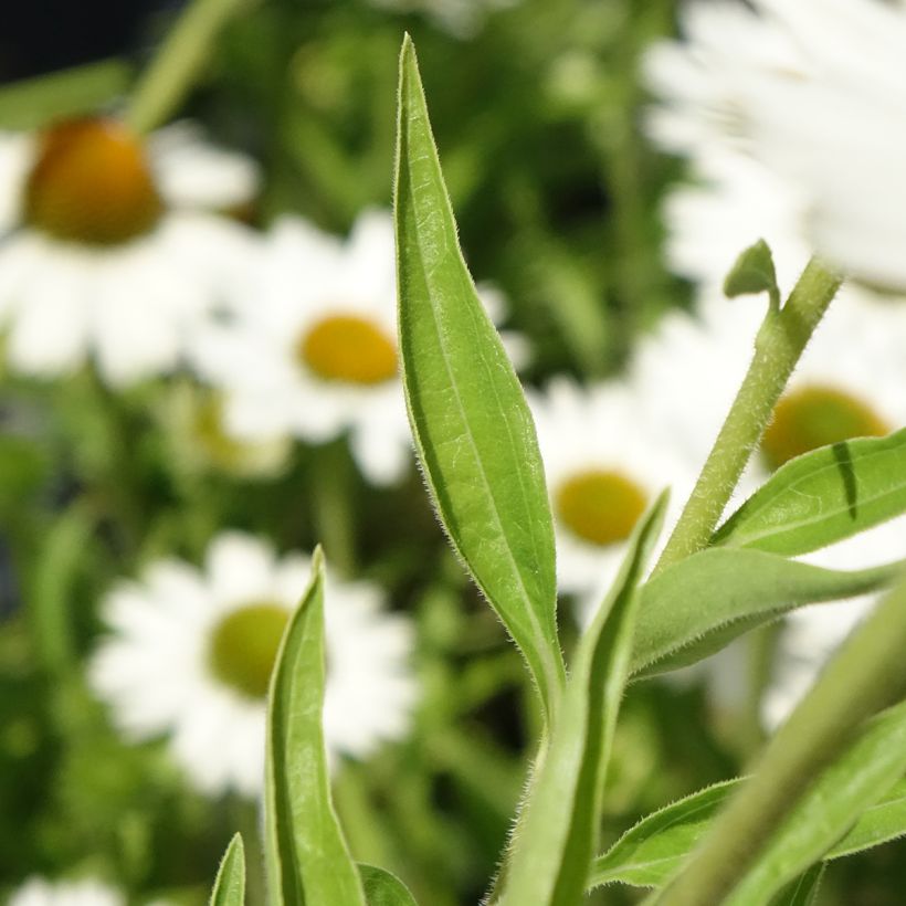Echinacea purpurea White Meditation - Rode zonnehoed (Blad)