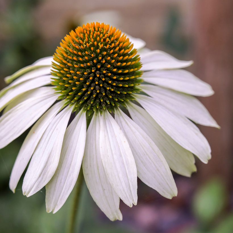 Echinacea purpurea White Swan BIO (zaad) - Rode zonnehoed (Bloei)