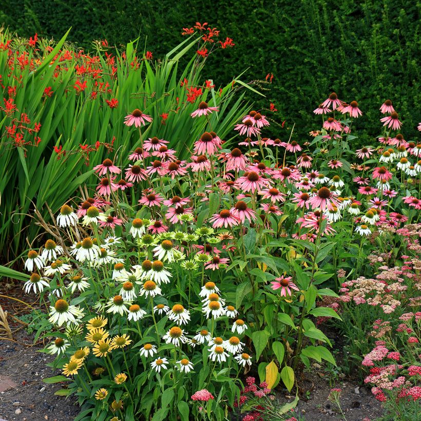 Echinacea purpurea White Swan BIO (zaad) - Rode zonnehoed (Groeiplaats)