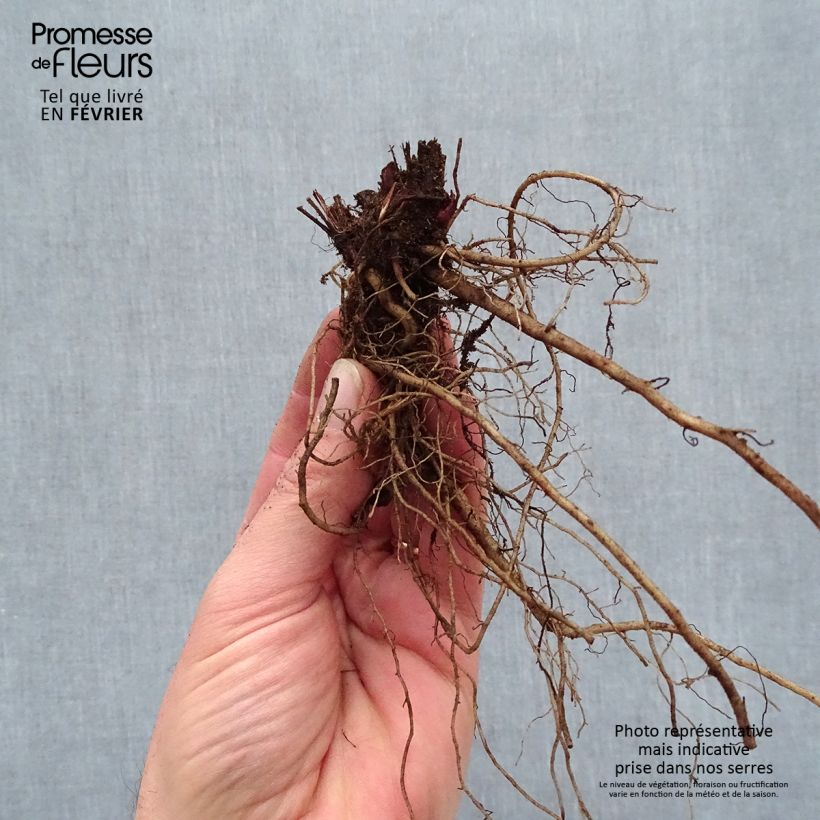 Example of Echinacea Sombrero Baja Burgundy - Rode zonnehoed Naakte wortel as you get in hiver