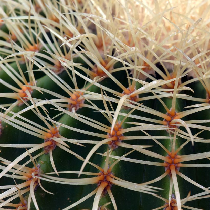 Echinocactus grusonii - Schoonmoedersstoel (Blad)