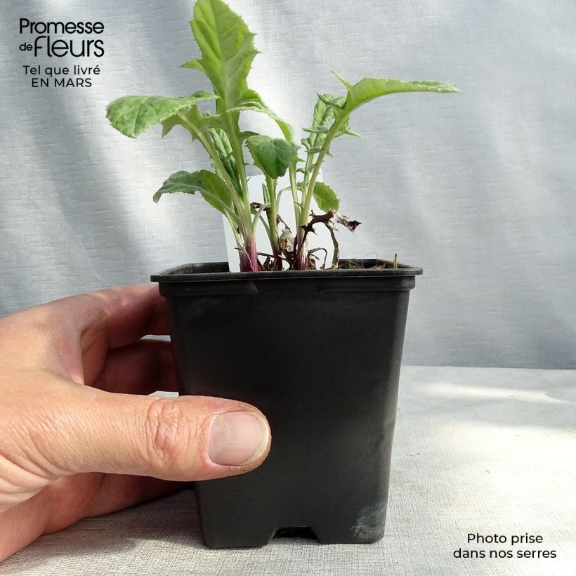 Exemplaar van Echinops bannaticus Blue Globe - Kogeldistel Kweekpotje van 8/9 cm zoals geleverd in de lente