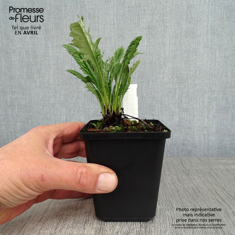 Exemplaar van Echinops bannaticus Blue Glow - Kogeldistel Kweekpotje van 8/9 cm zoals geleverd in de lente