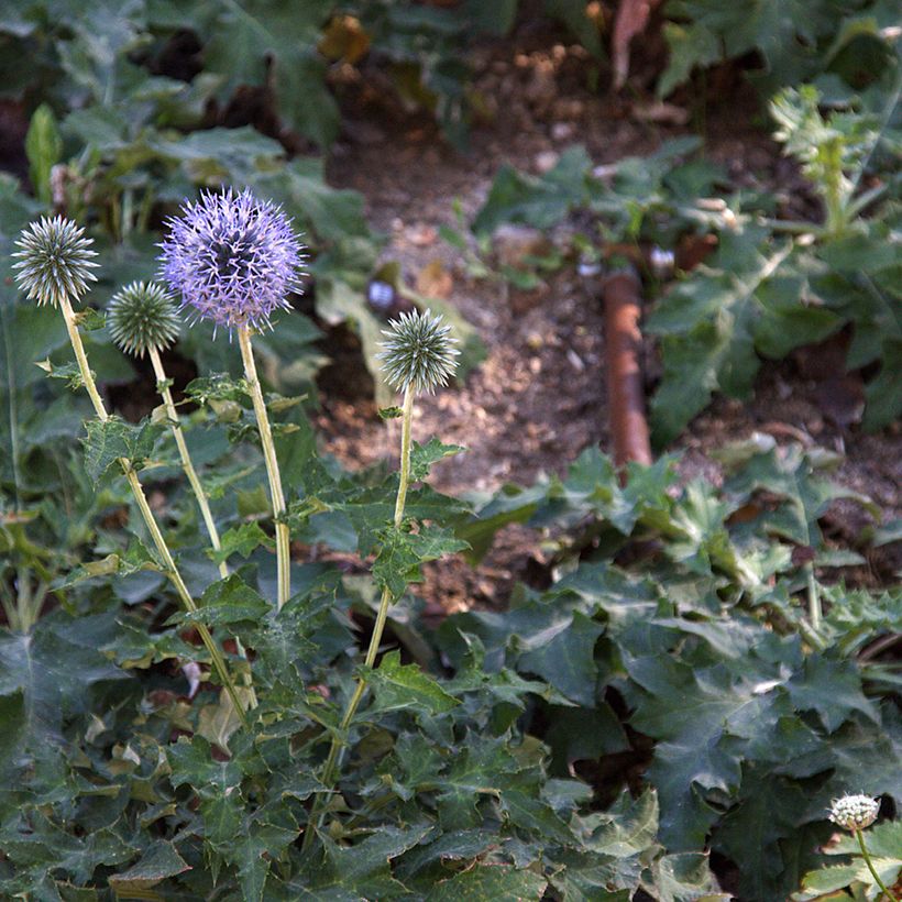 Echinops bannaticus Blue Glow - Kogeldistel (Groeiplaats)