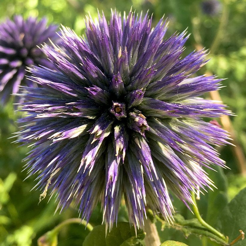 Echinops bannaticus Blue Glow - Kogeldistel (Bloei)