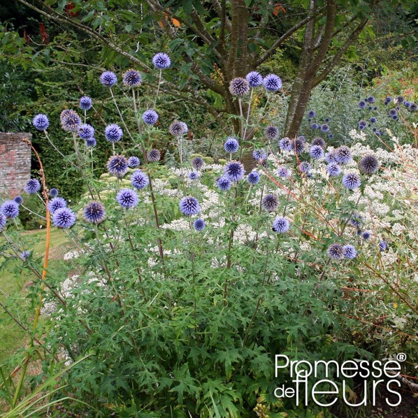 Echinops bannaticus Taplow Blue - Kogeldistel (Plant habit)