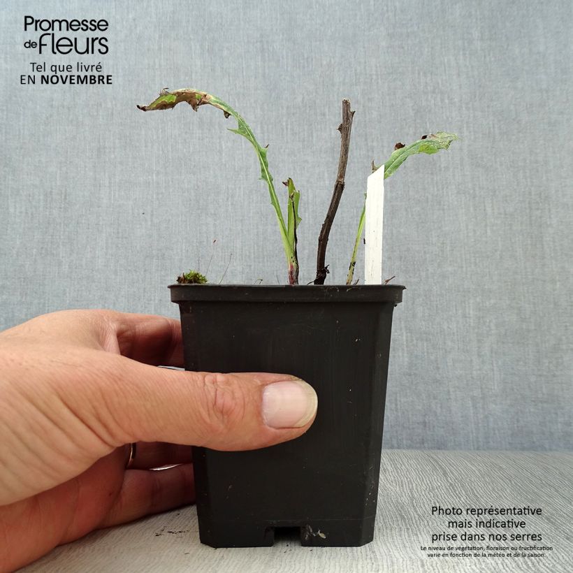 Exemplaar van Echinops bannaticus Taplow Blue - Kogeldistel Kweekpotje van 8/9 cm zoals geleverd in de herfst