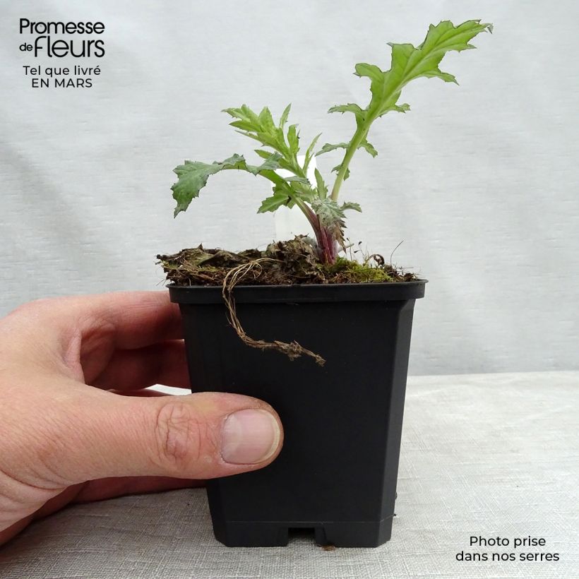 Example of Echinops bannaticus Taplow Blue - Chardon boule Kweekpotje van 8/9 cm as you get in hiver