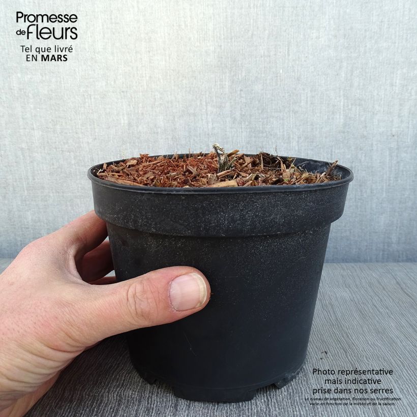 Example of Echinops bannaticus Taplow Blue - Chardon boule Pot van 2 l/3 l as you get in hiver