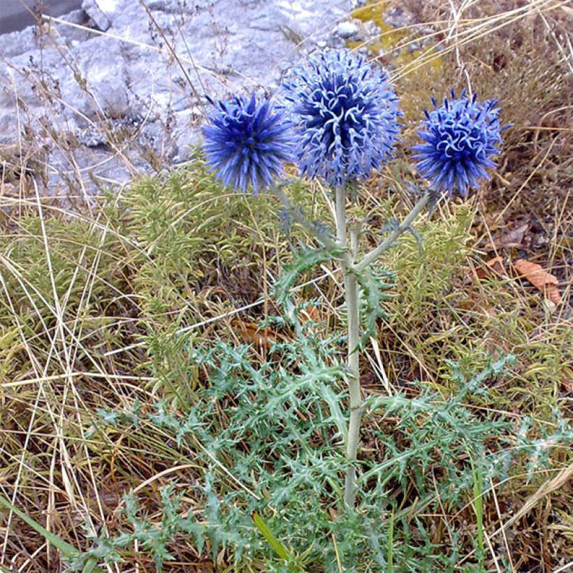 Echinops bannaticus Blue Globe - Kogeldistel (Plant habit)