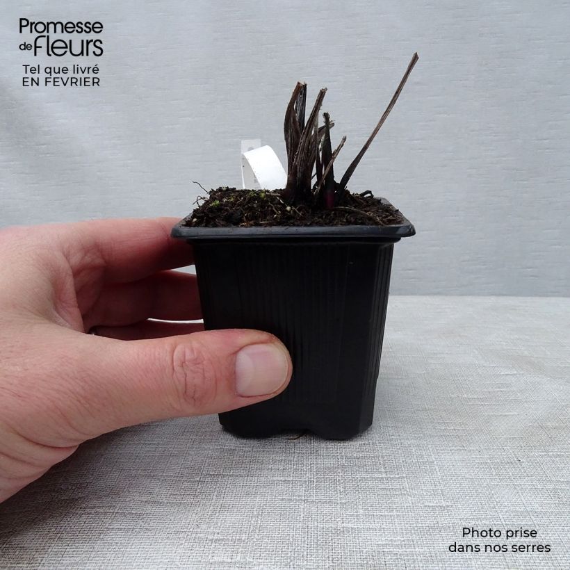 Example of Echinops ritro Veitch’s Blue - Chardon boule Kweekpotje van 8/9 cm as you get in hiver