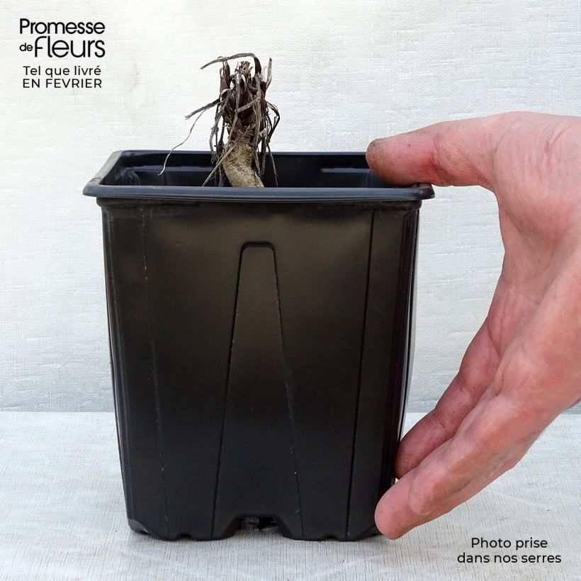 Example of Echinops ritro Veitch’s Blue - Chardon boule Pot van 2 l/3 l as you get in hiver