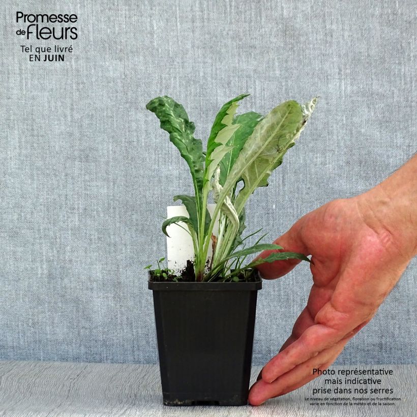 Exemplaar van Echinops ritro Veitch's Blue - Kogeldistel Kweekpotje van 8/9 cm zoals geleverd in de zomer