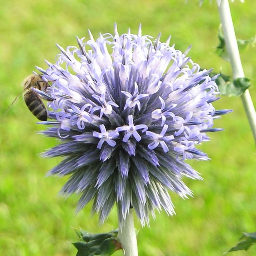 Echinops sphaerocephalus - Beklierde kogeldistel (Bloei)