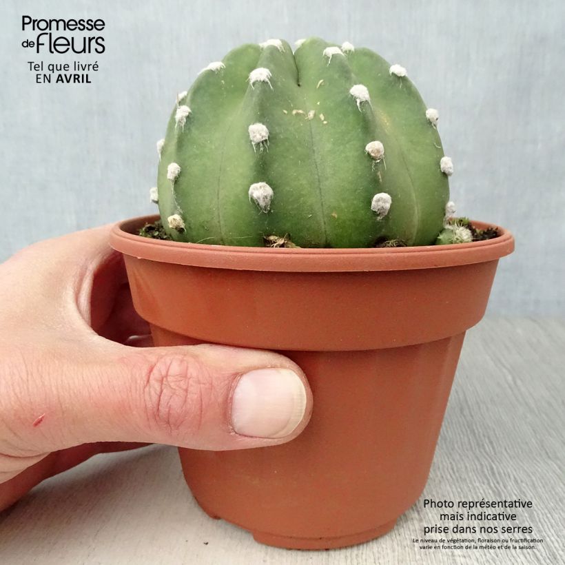 Example of Echinopsis subdenudata Pot van 12 cm / 13 cm as you get in hiver