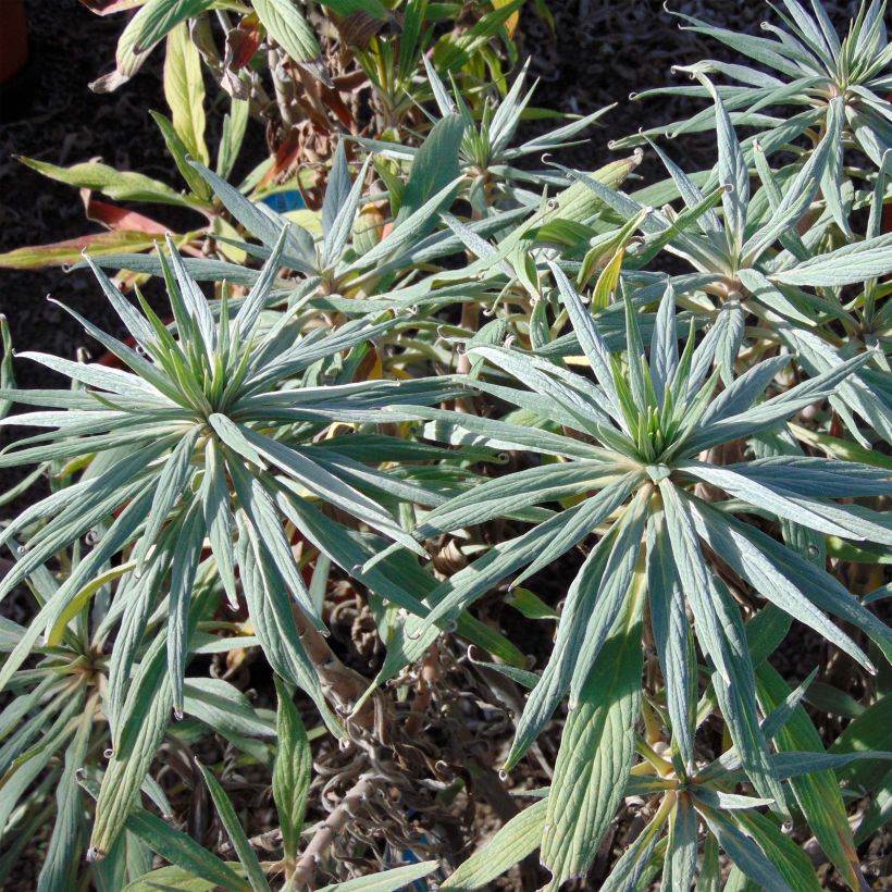 Echium candicans - Trots van Madeira (Foliage)