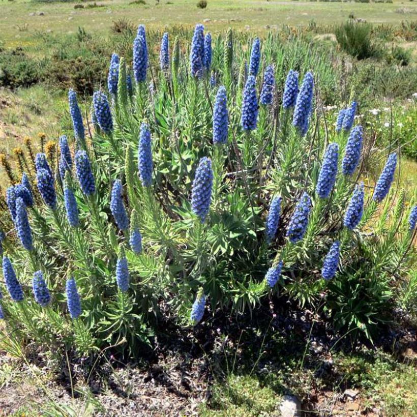 Echium candicans - Trots van Madeira (Plant habit)