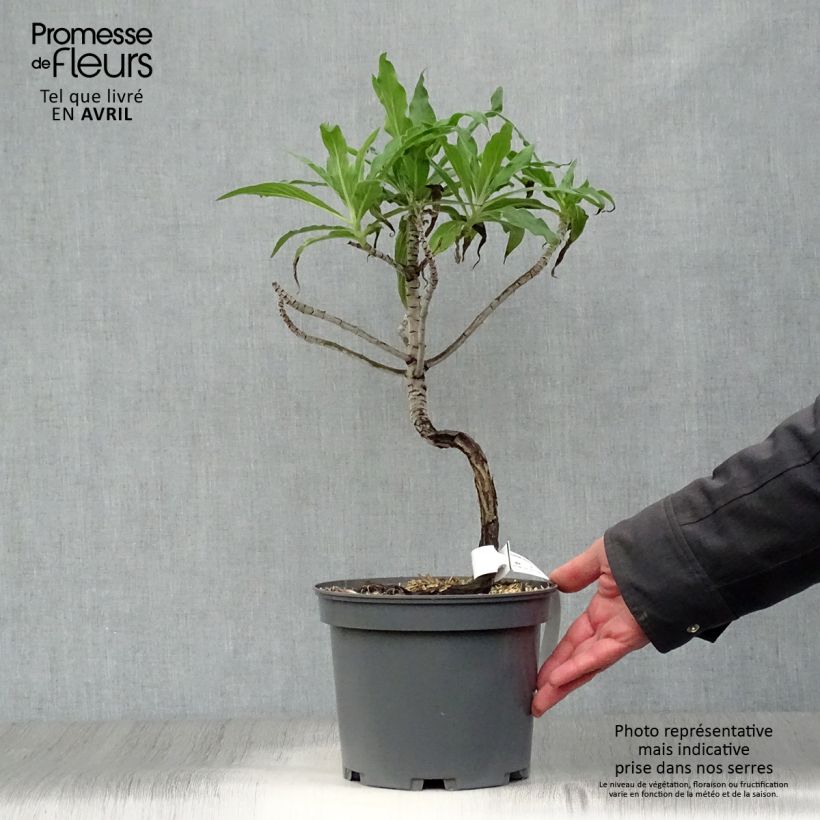 Exemplaar van Echium candicans - Trots van Madeira Pot van 3 l/4 l zoals geleverd in de lente