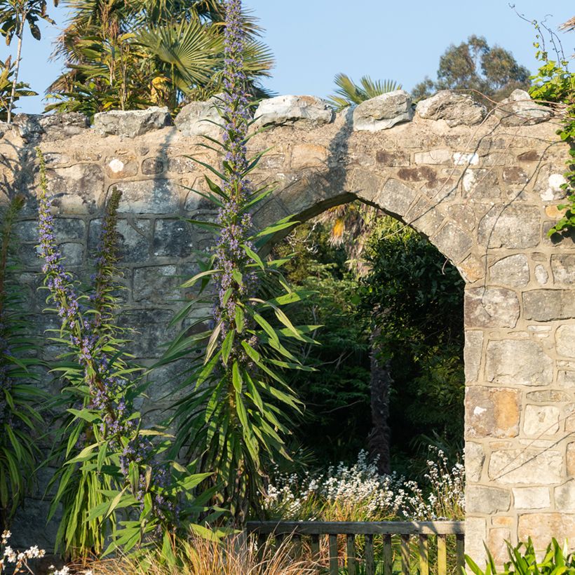 Echium pininana (zaad) - Trots van Madeira (Groeiplaats)