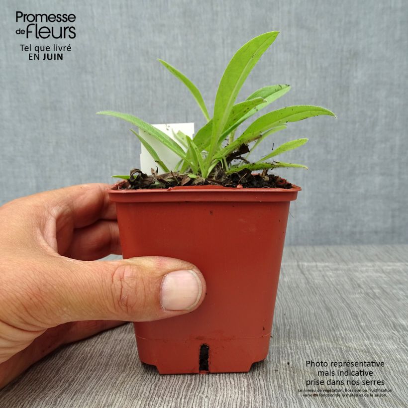 Exemplaar van Echium russicum - Slangenkruid Kweekpotje van 8/9 cm zoals geleverd in de zomer