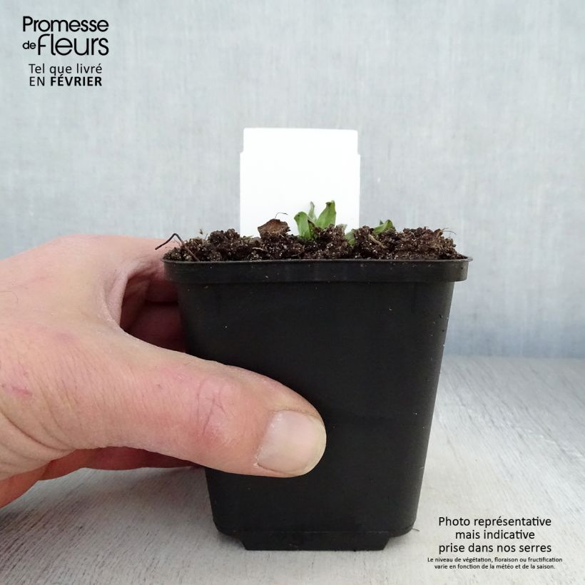 Example of Echium vulgare Kweekpotje van 8/9 cm as you get in hiver