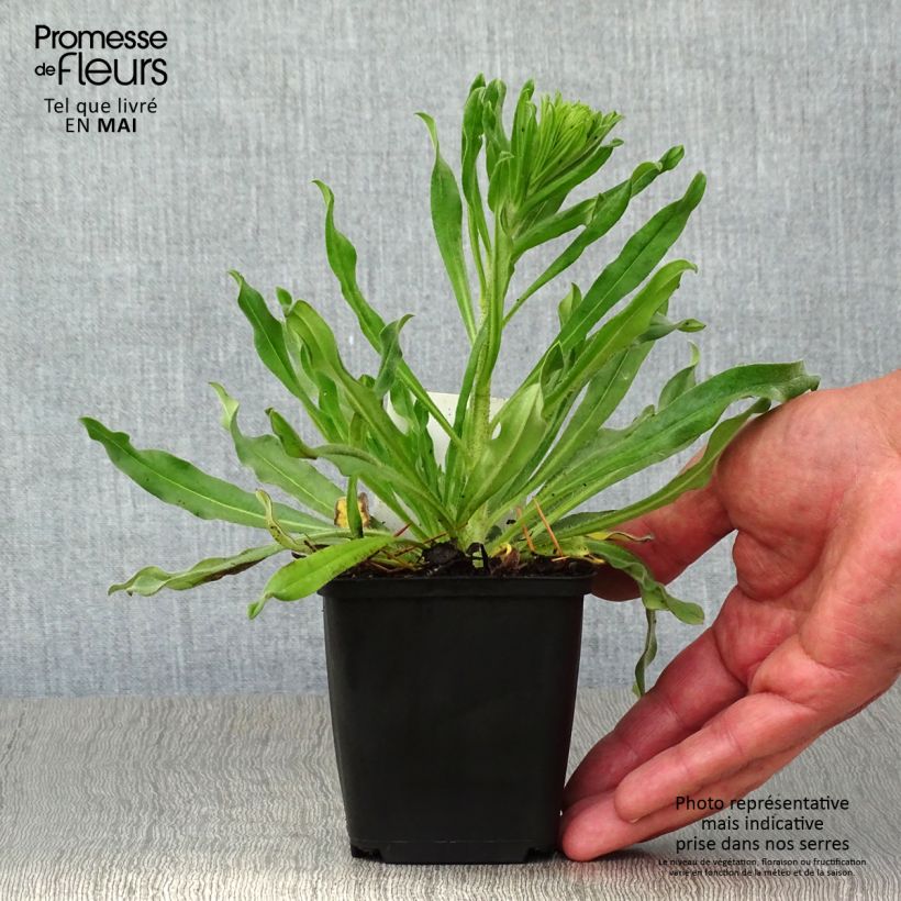 Exemplaar van Echium vulgare - Slangenkruid Kweekpotje van 8/9 cm zoals geleverd in de lente