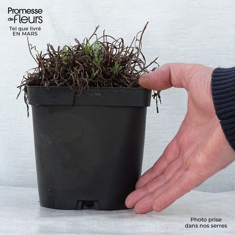 Exemplaar van Leontopodium alpinum - Edelweiss Pot van 2 l/3 l zoals geleverd in de lente