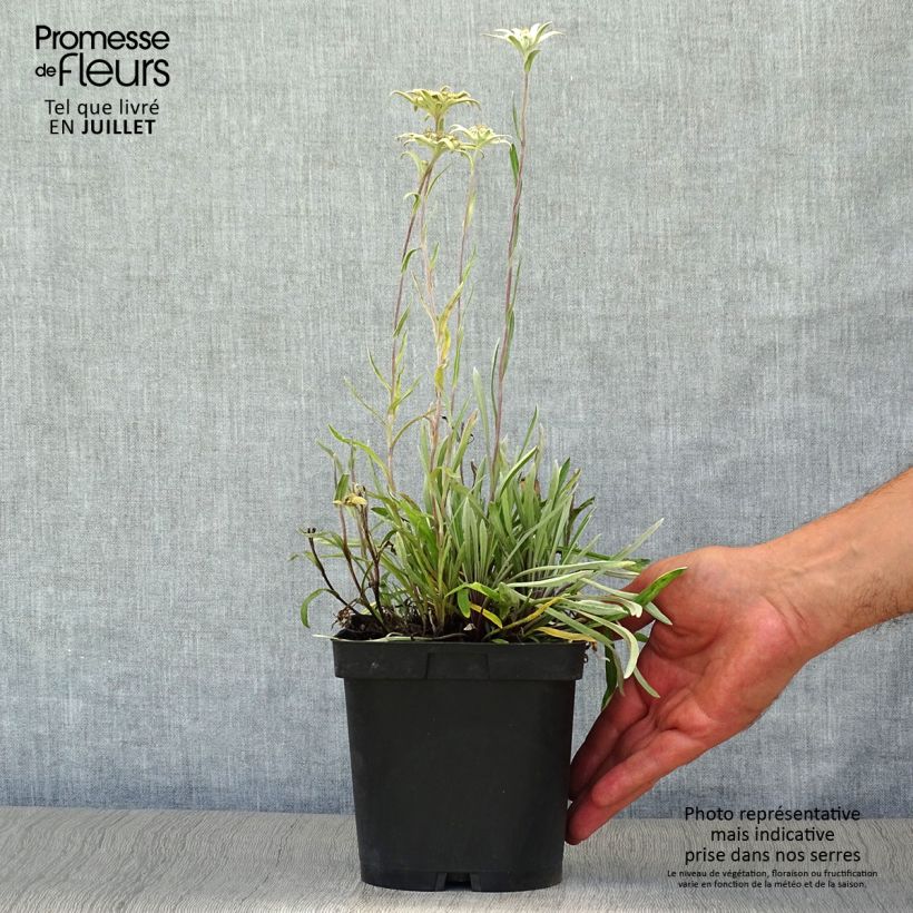 Exemplaar van Leontopodium alpinum - Edelweiss Pot van 2 l/3 l zoals geleverd in de zomer