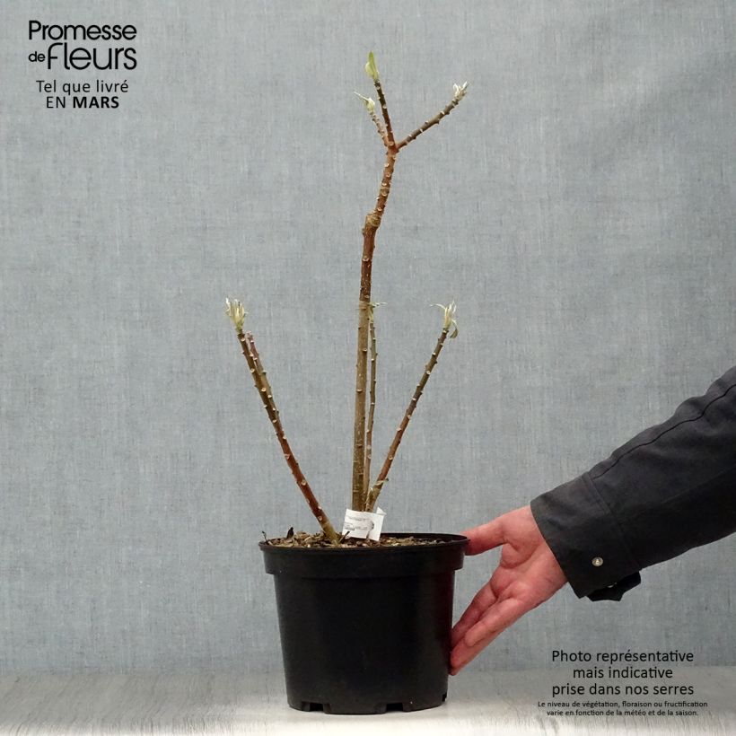 Exemplaar van Edgeworthia chrysantha - Papierstruik Pot van 3 l/4 l zoals geleverd in de lente
