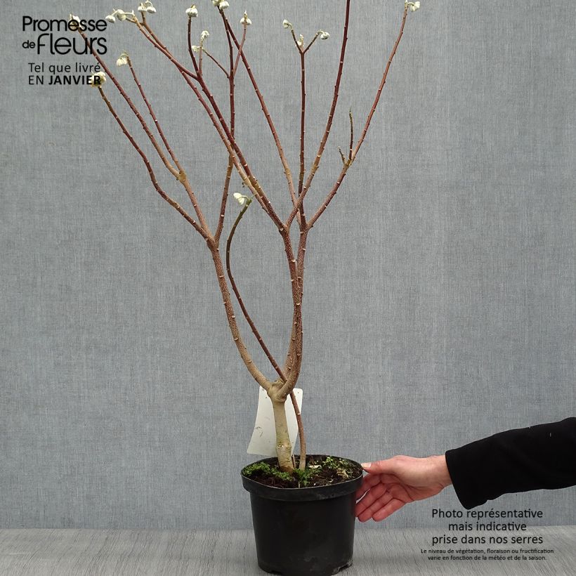 Example of Edgeworthia chrysantha Grandiflora - Papierstruik Pot van 4 l/5 l as you get in hiver