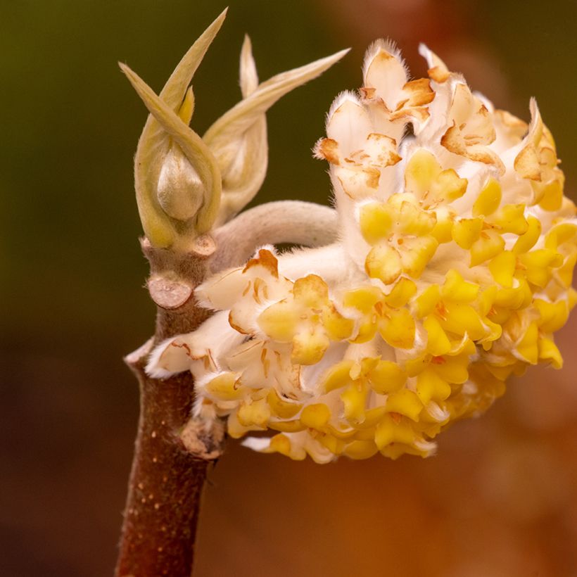 Edgeworthia chrysantha Grandiflora - Papierstruik (Bloei)