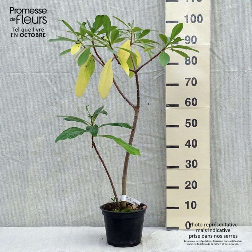 Exemplaar van Edgeworthia chrysantha Nanjing Gold - Papierstruik Pot van 2 l/3 l zoals geleverd in de herfst