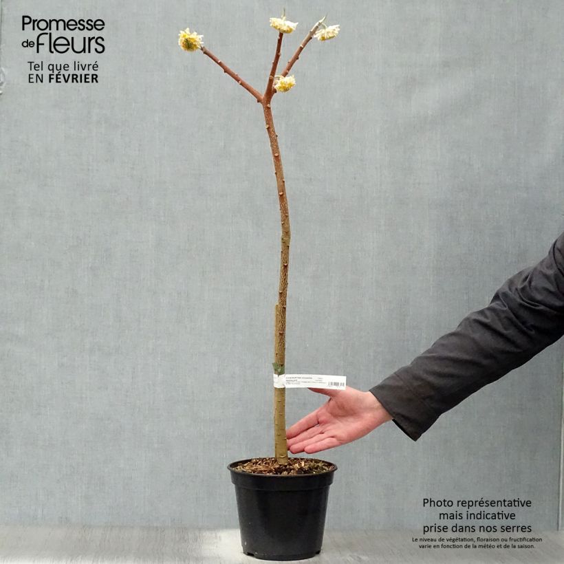 Example of Edgeworthia chrysantha Nanjing Gold - Buisson à papier Pot van 2 l/3 l as you get in hiver