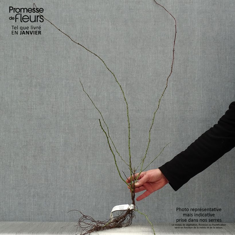 Exemplaar van Rosa canina - hondsroos Naakte wortel zoals geleverd in de winter