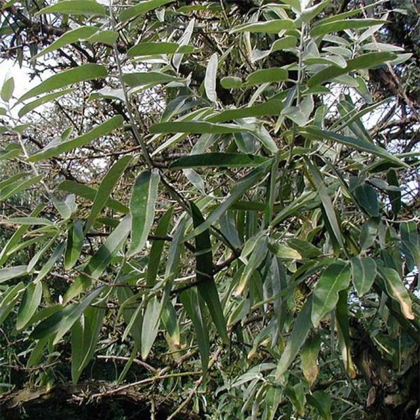 Elaeagnus angustifolia - Smalbladige olijfwilg (Foliage)
