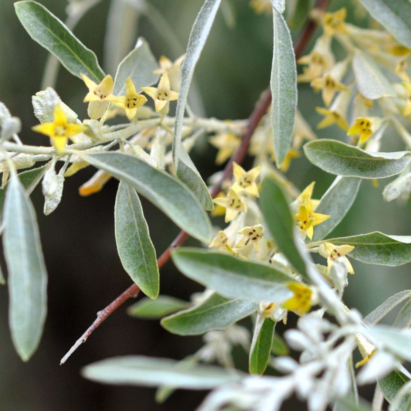 Elaeagnus angustifolia - Smalbladige olijfwilg (Flowering)