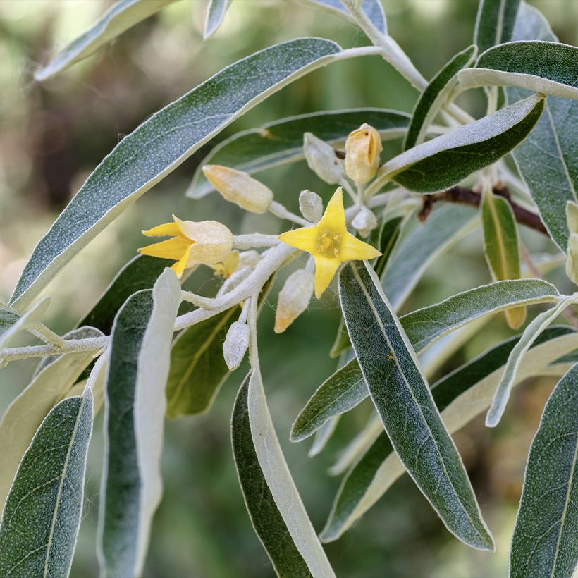 Elaeagnus angustifolia - Smalbladige olijfwilg (Bloei)