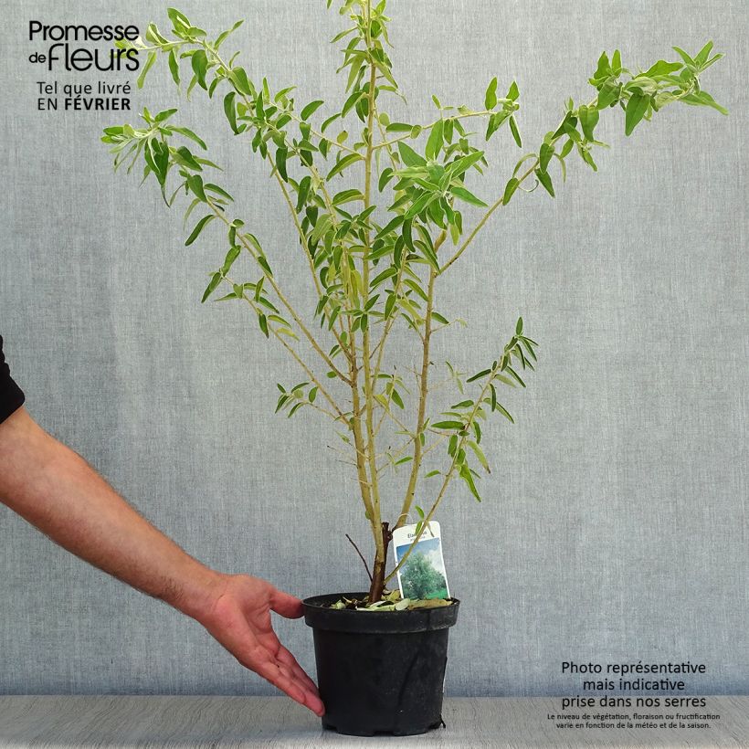 Exemplaar van Elaeagnus angustifolia - Smalbladige olijfwilg Pot van 2 l/3 l zoals geleverd in de herfst