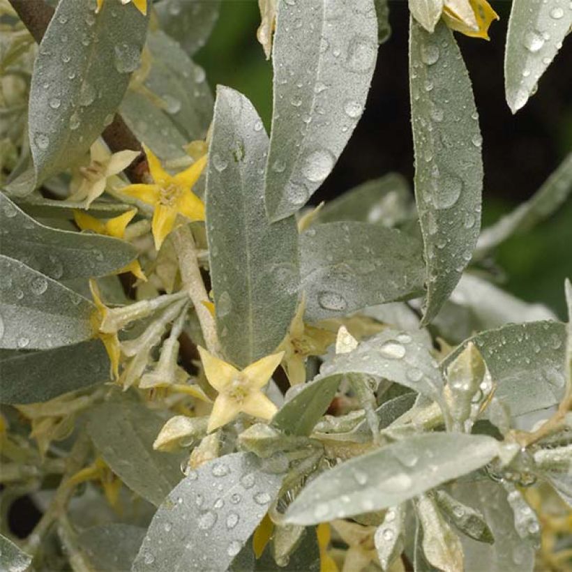Elaeagnus commutata Zempin - Smalbladige olijfwilg (Foliage)