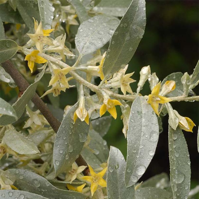 Elaeagnus commutata Zempin - Smalbladige olijfwilg (Flowering)