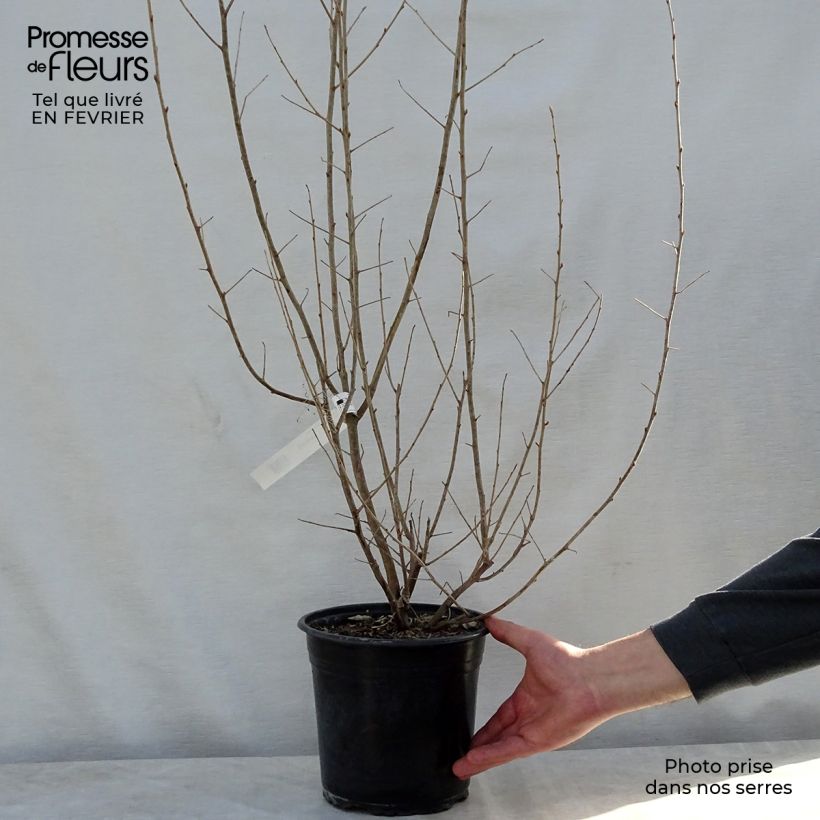 Example of Elaeagnus commutata Zempin - Smalbladige olijfwilg Pot van 4 l/5 l as you get in hiver