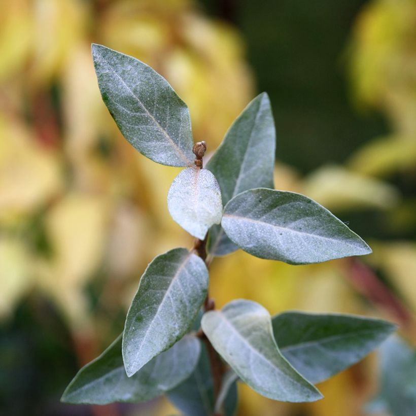 Elaeagnus commutata Zempin - Smalbladige olijfwilg (Blad)