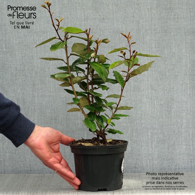 Exemplaar van Elaeagnus ebbingei - Olijfwilg Pot van 2 l/3 l zoals geleverd in de lente