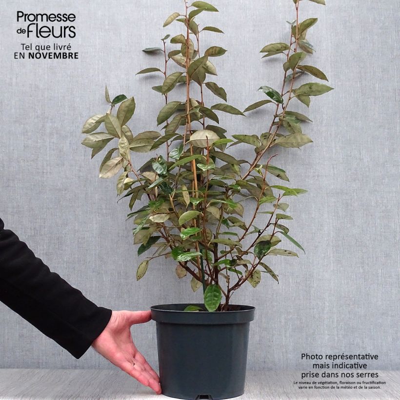 Exemplaar van Elaeagnus ebbingei - Olijfwilg Pot van 4 l/5 l zoals geleverd in de herfst