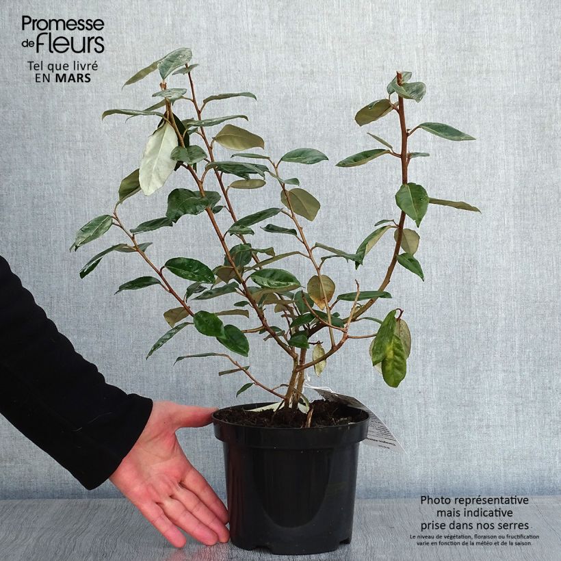 Example of Elaeagnus ebbingei - Chalef de Ebbing Pot van 4 l/5 l as you get in hiver