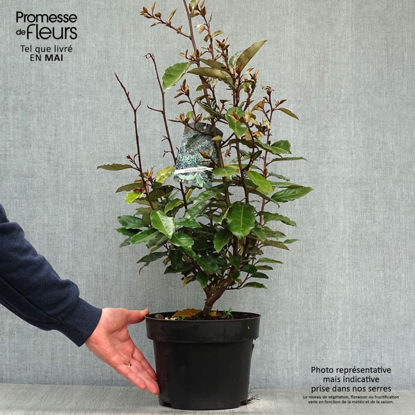 Exemplaar van Elaeagnus ebbingei - Olijfwilg Pot van 4 l/5 l zoals geleverd in de lente