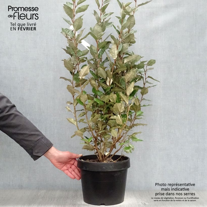 Example of Elaeagnus ebbingei - Chalef de Ebbing Pot van 7,5 l/10 l as you get in hiver