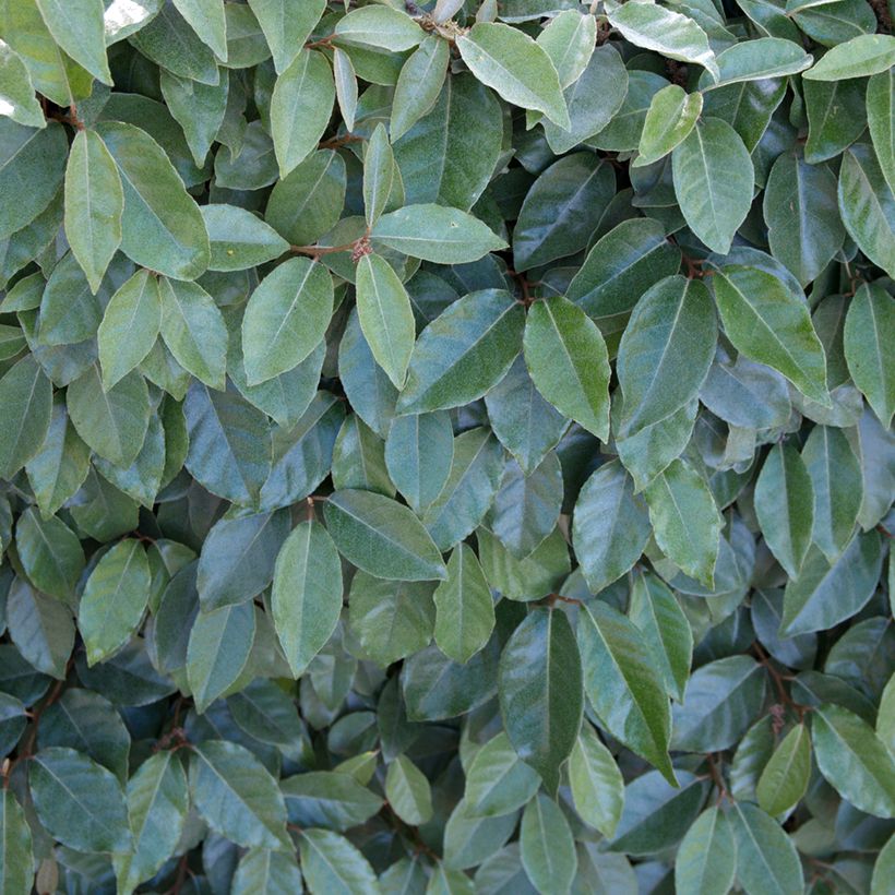 Elaeagnus ebbingei Compacta - Olijfwilg (Blad)